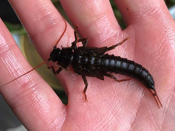 Giant stonefly in the genus Pteronarcys