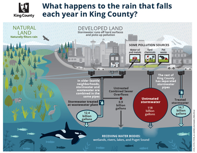 graphic showing what happens to the rain that falls in King County