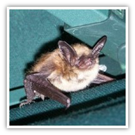 Diseases from bats