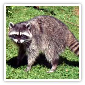 Diseases from raccoons to humans