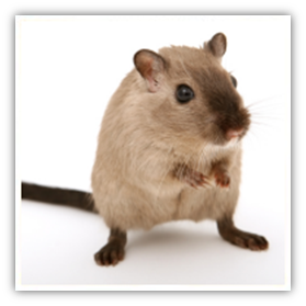 Diseases from rodents, pocket pets and rabbits to humans