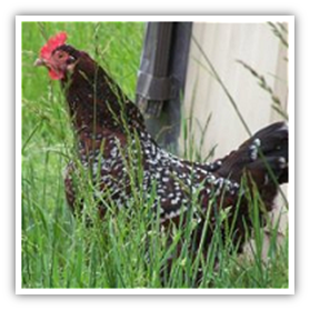 Diseases from backyard poultry