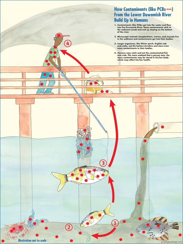 Illustration of how contaminants get in fish in the Lower Duwamish River.