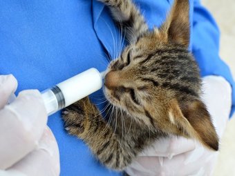 Photo of kitten being fed with syringe