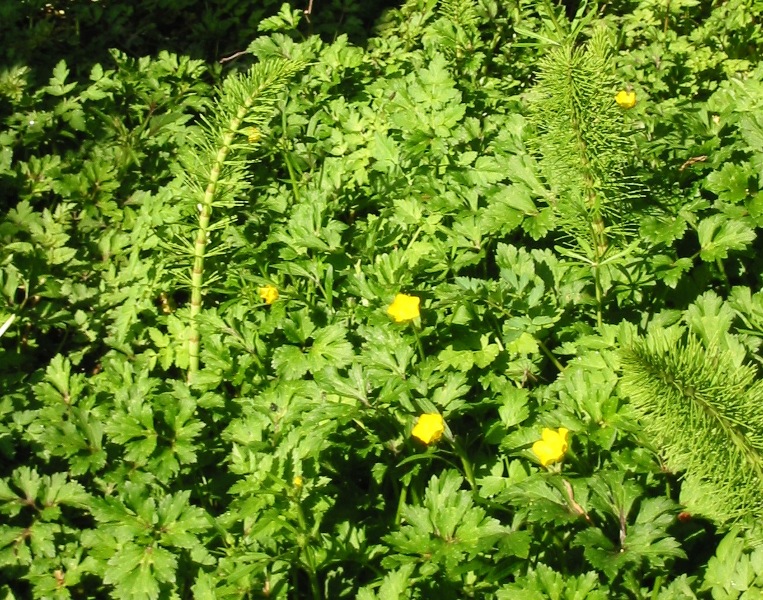 Creeping buttercup with horsetail