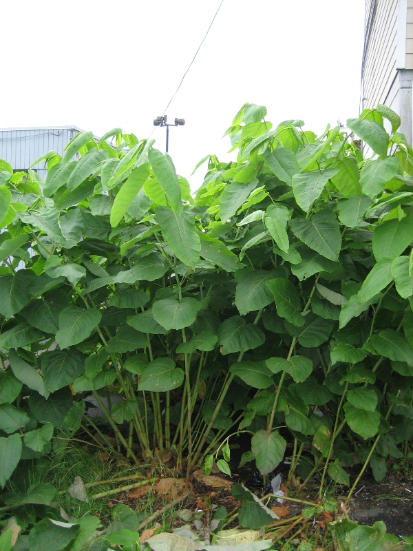 giant_knotweed_young_plants