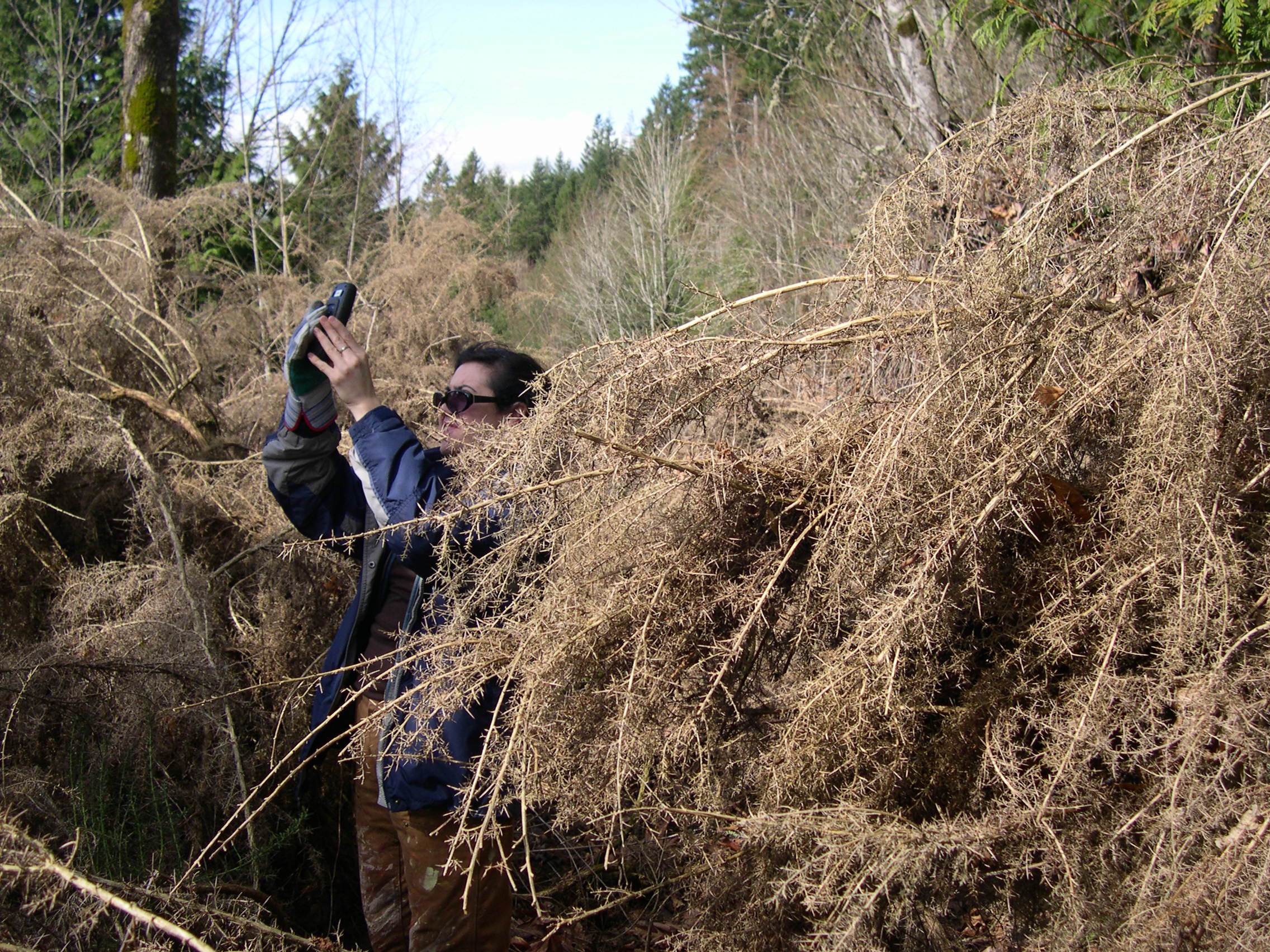 Weed specialist mapping treated gorse