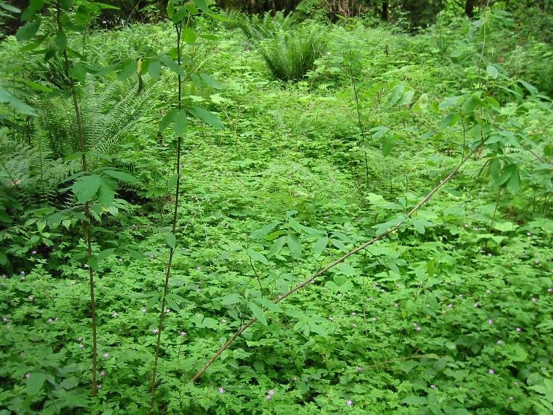 herb robert infestation near Skykomish