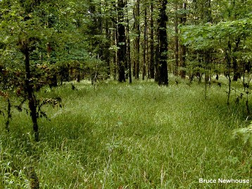 False Brome (Brachypodium sylvaticum) Infestation in Forest - click for larger image