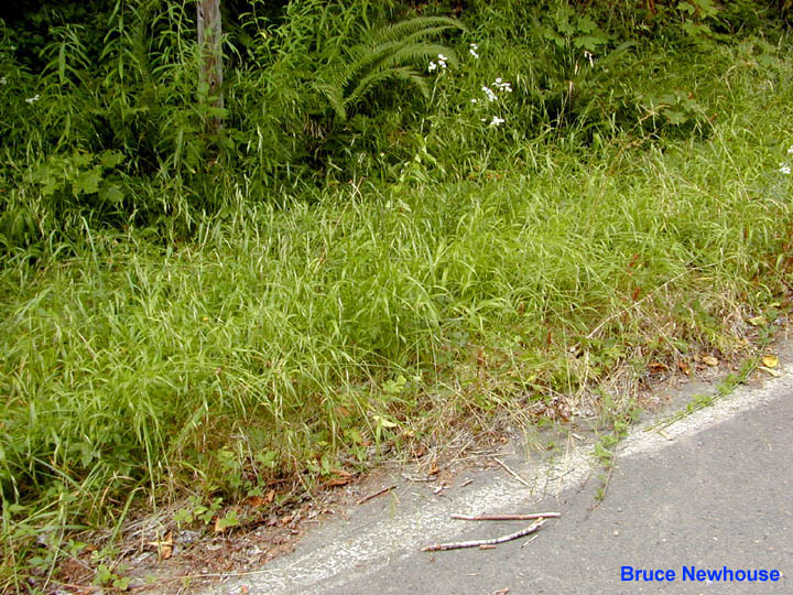 False Brome (Brachypodium sylvaticum) Roadside Patch