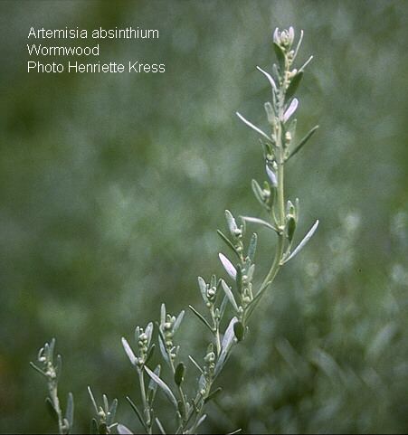 Absinth wormwood - Artemisia absinthium flowering stem