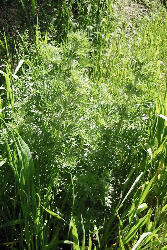 Absinth wormwood - Artemisia absinthium plant in grass