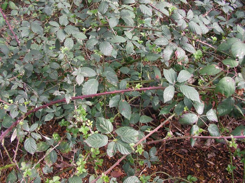 Himalayan blackberry stems