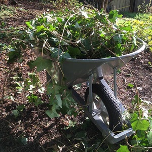 English-ivy-in-wheelbarrow