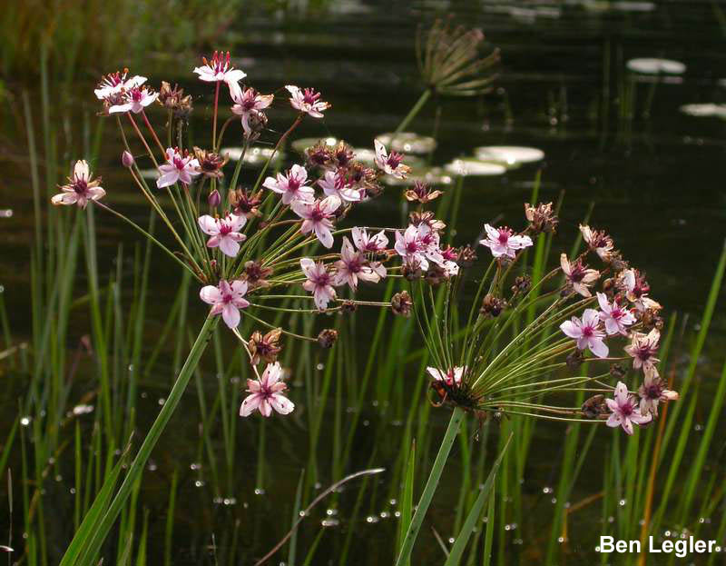 Flowering-rush (Butomus umbellatus) flowers