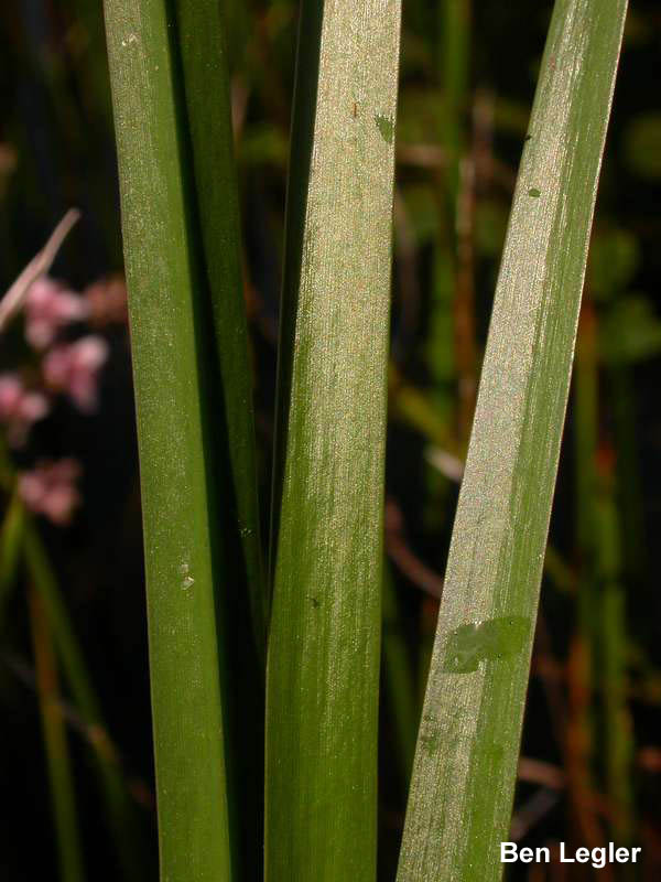 Flowering-rush (Butomus umbellatus) stems