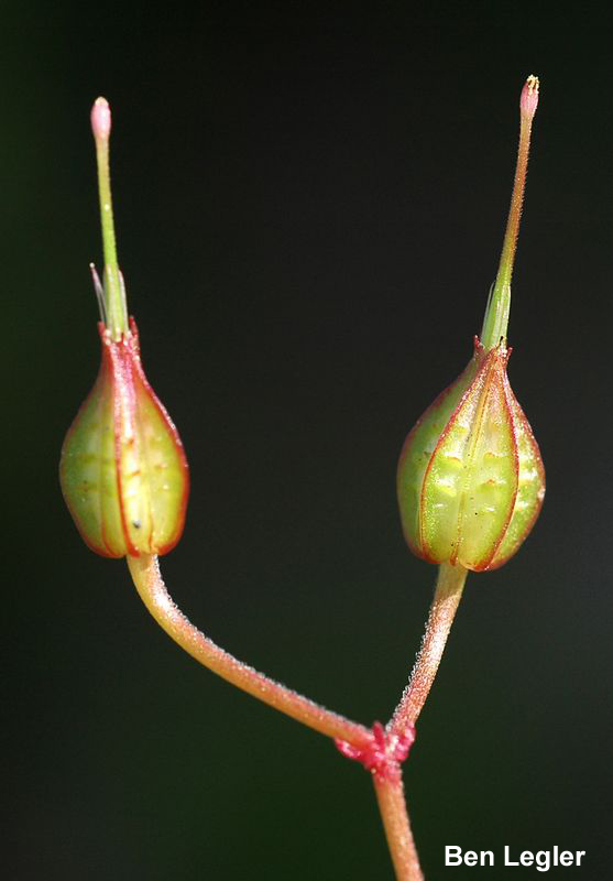 Shiny geranium (Geranium lucidum) with Seed Capsules