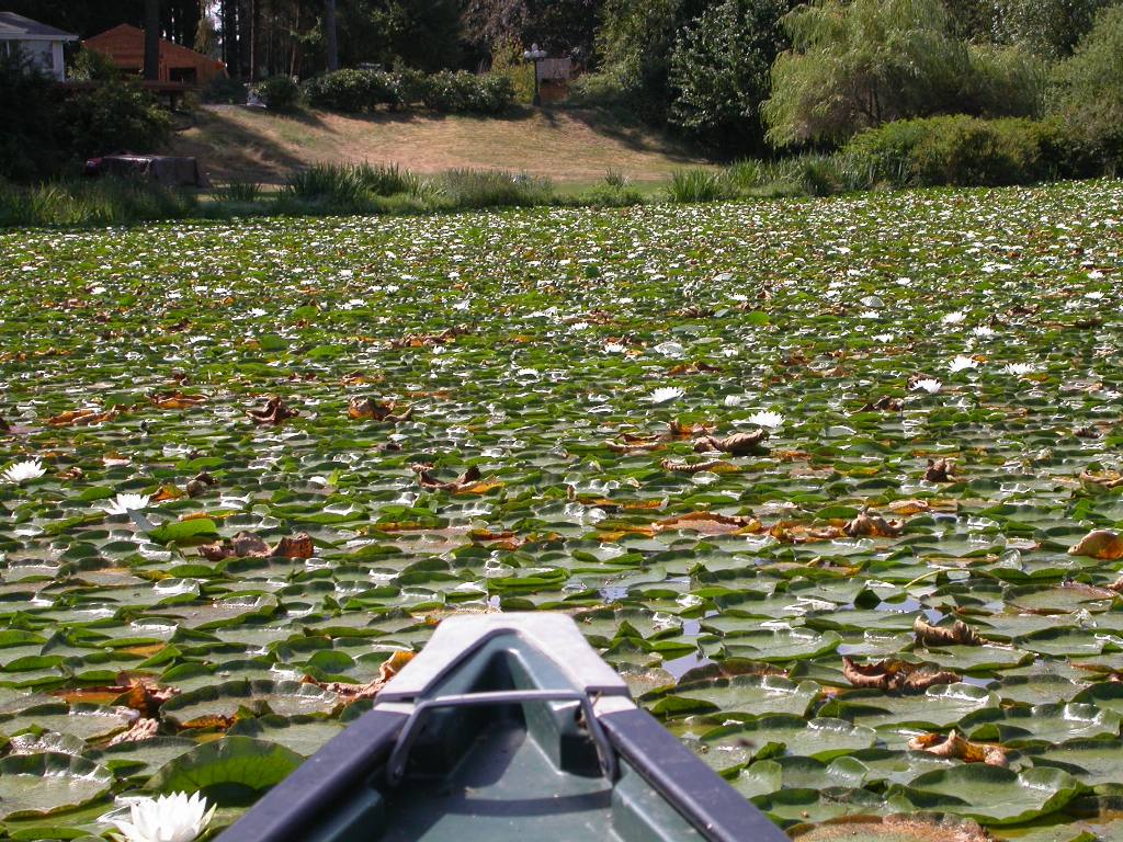 fragrant water lily from a canoe