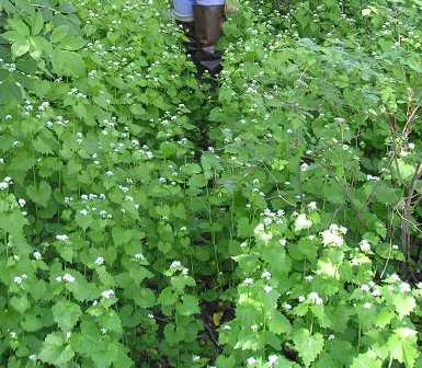 Garlic mustard patch - click for larger image
