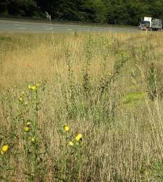European hawkweed (Hieracium sabaudum) on highway I-90 road shoulder- click for larger image