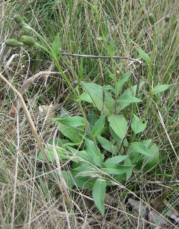 European hawkweed (Hieracium sabaudum) budding plant