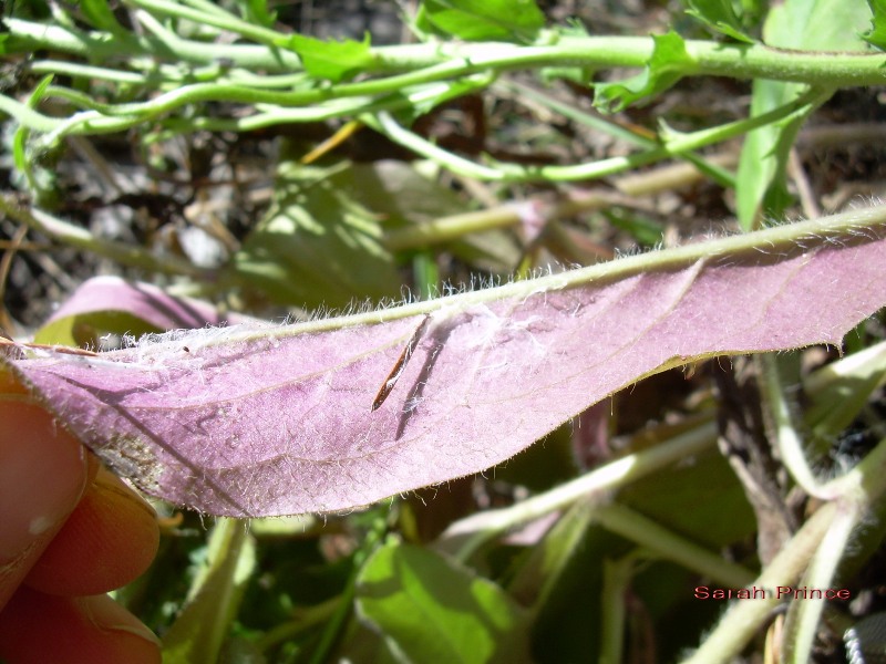 European hawkweed (Hieracium sabaudum) leaf underside hairs