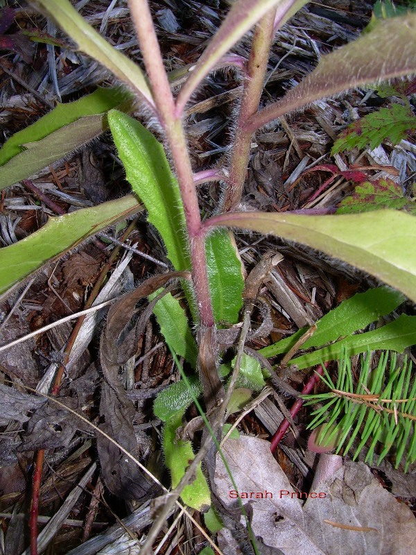 European hawkweed (Hieracium sabaudum) stem base leaves
