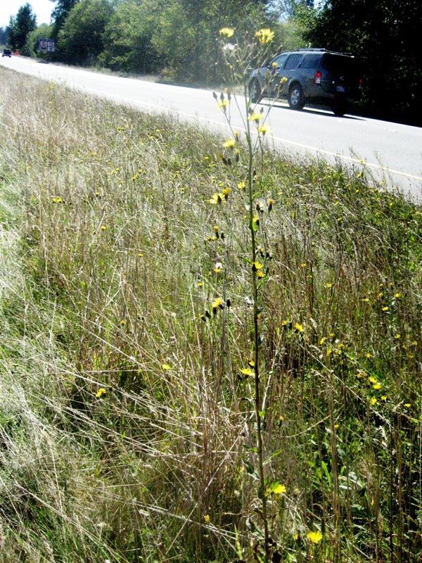 European hawkweed (Hieracium sabaudum) flowering plant