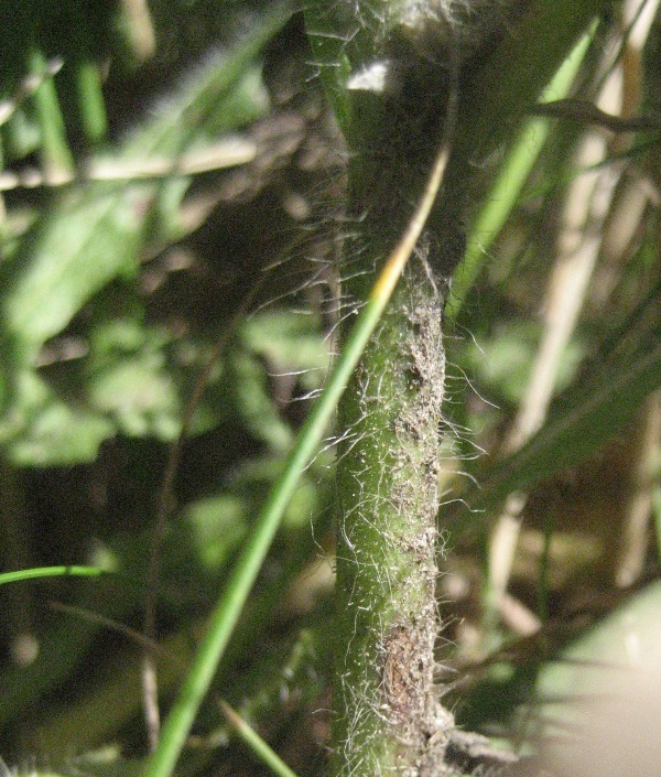 European hawkweed (Hieracium sabaudum) hairs on lower stem