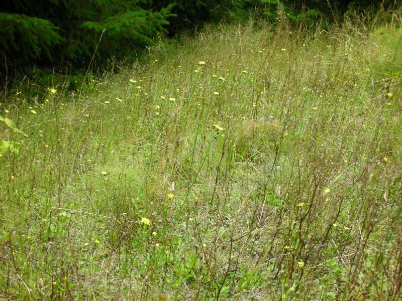 European hawkweed (Hieracium sabaudum) infestation