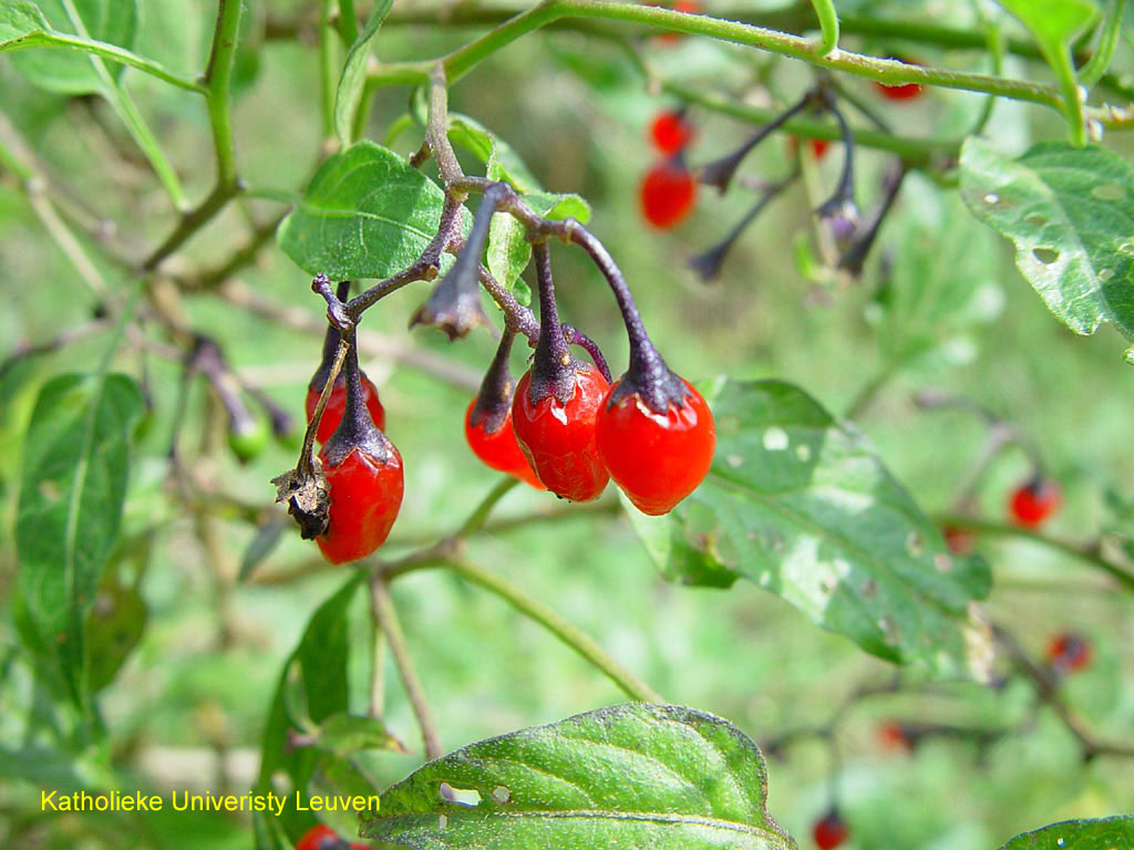 Bittersweet nightshade berries - click for larger image