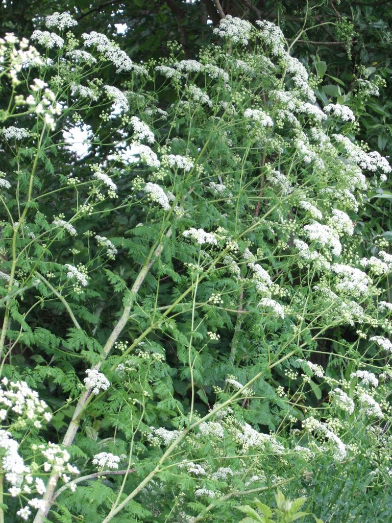 The Poisonous Properties of Hemlock: A Warning