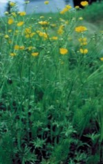 Tall buttercup (Ranunculus acris) - click for larger image