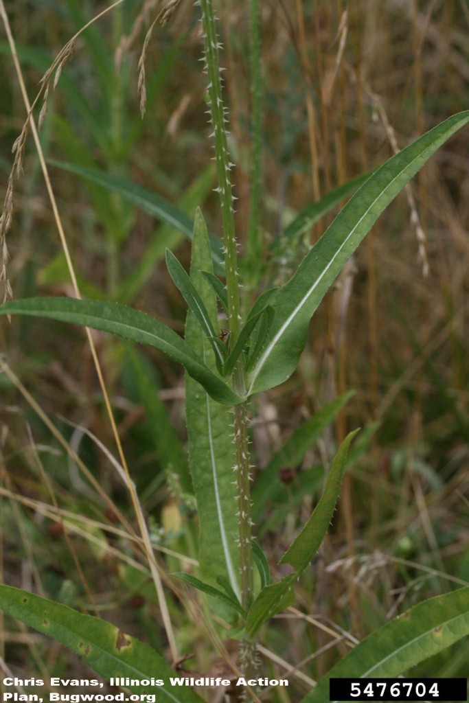 Common teasel, Dipsacus fullonum stem with leaves