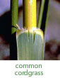 common cordgrass