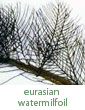 Eurasian watermilfoil