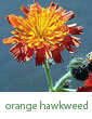orange hawkweed