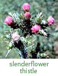 slenderflower thistle