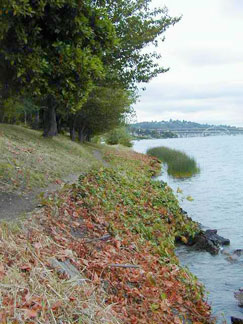 Lake Washington shoreline