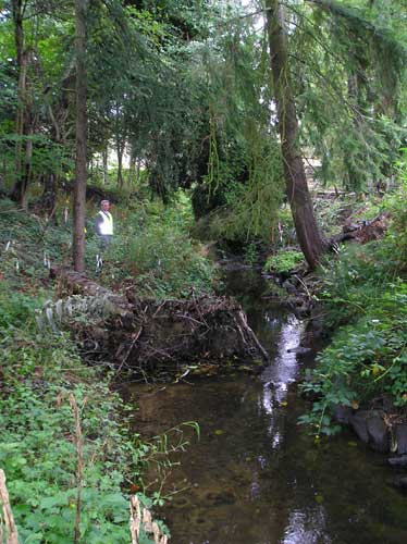Photo of mature and newly-planted trees along Miller Creek on Port of Seattle property