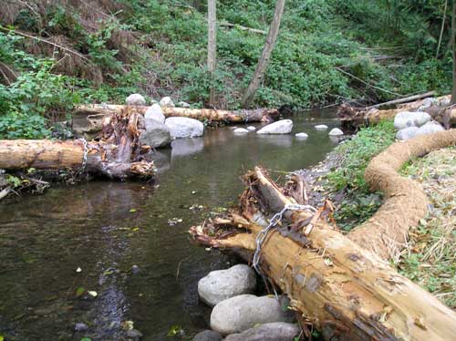 Photo of tree trunks cabled in place in Miller Creek