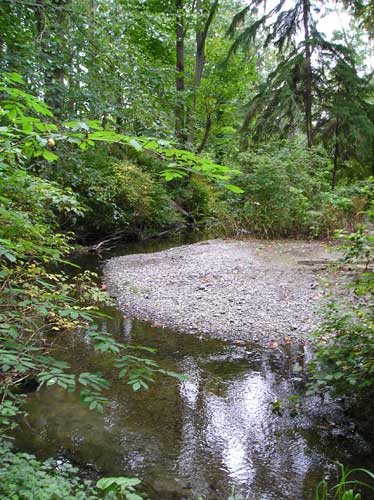 Photo of Miller Creek showing gravel bar and mature trees along streambanks