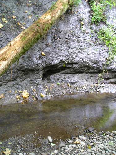 Photo of Miller Creek showing eroded bank