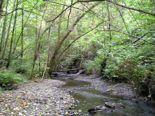 Photo of Miller Creek in Normandy Park showing trees shading gravel-lined stream
