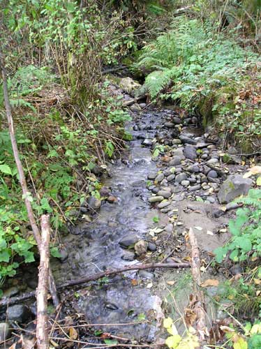 Photo showing tributary stream to Miller Creek