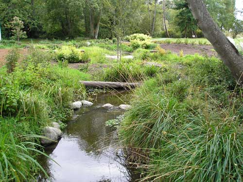 Photo of creek showing young native plants