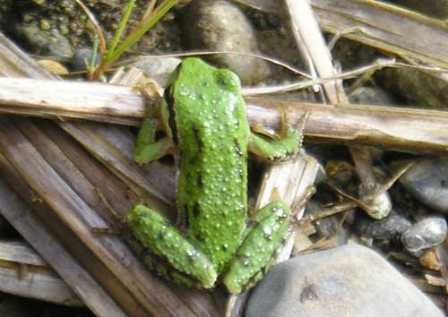 Photo of green Pacific tree frog at headwaters of Walker Creek