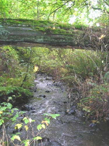 Photo of Walker Creek showing nurse log over the stream