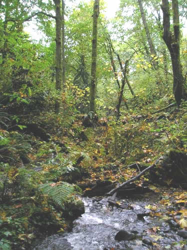 Photo of Walker Creek in the ravine with forest on both sides of creek