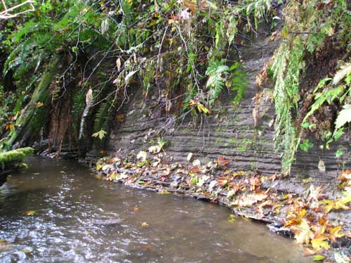 Photo of slowly-eroding stream bank along Walker Creek in the ravine